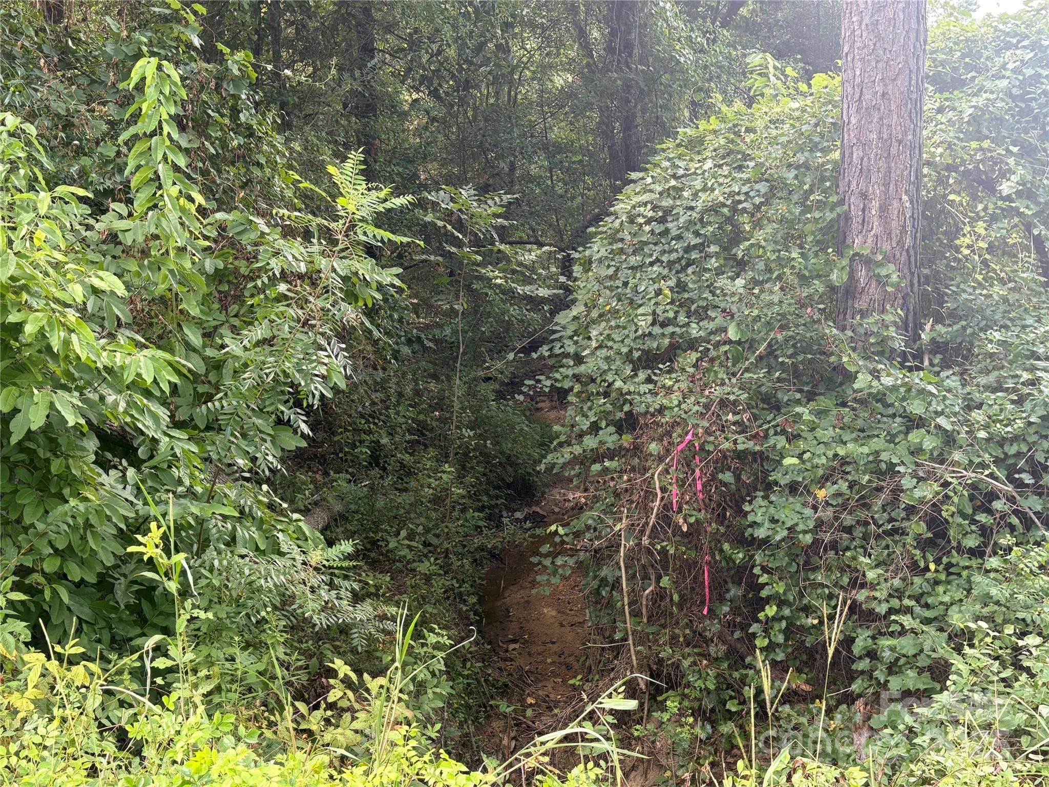 0 Jackson Road West Chesterfield, SC 29709 - Photo 4 of 18 a view of a yard with plants and trees