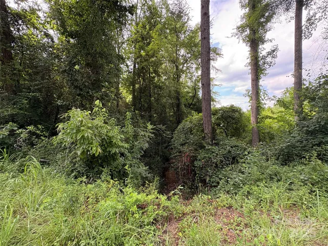 a view of a garden with plants