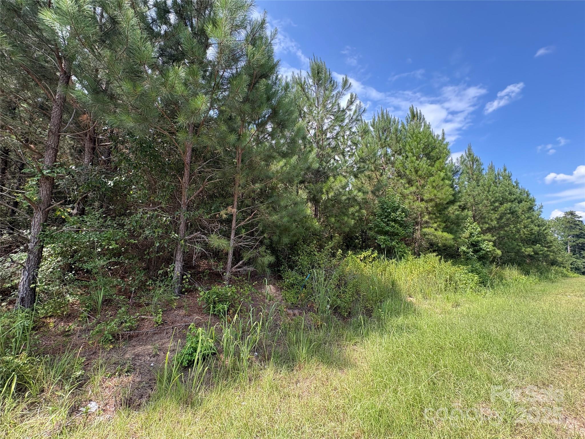 0 Jackson Road West Chesterfield, SC 29709 - Photo 6 of 18 a view of a lush green space