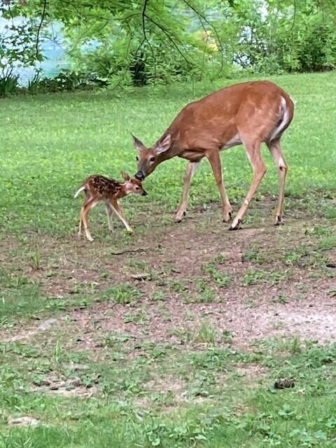 6980 South Old State Road Lewis Center, OH 43035 - Photo 53 of 66 Doe and Newborn Fawn