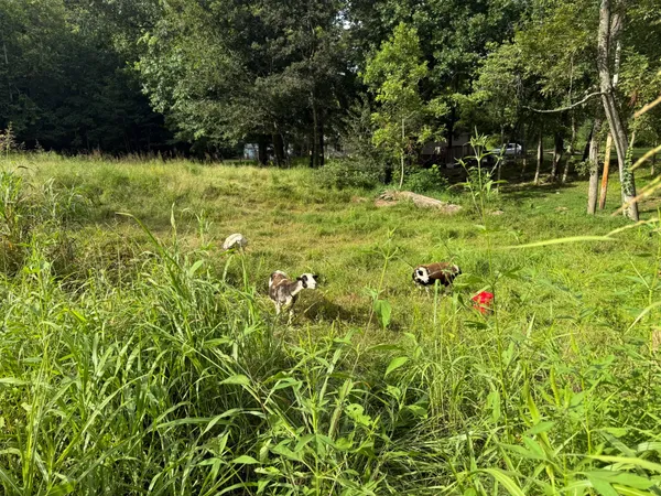 a view of backyard with green space