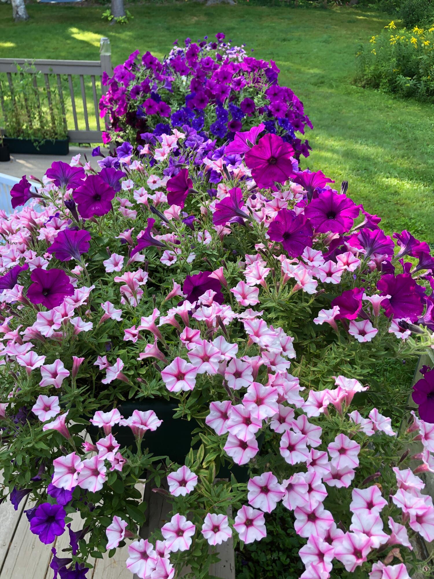 59 Deacon Road Yarmouth, ME 04096 - Photo 41 of 45 Deck flowers