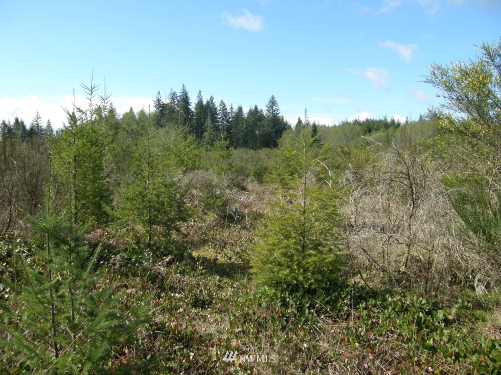 475 Stamper Road Elma, WA 98541 - Photo 9 of 14 Gallery Image 9