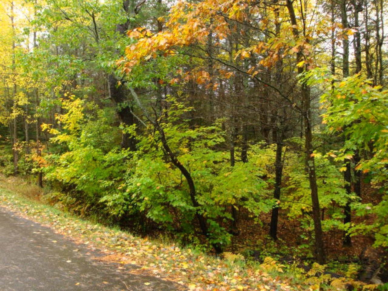 On Spruce Road Woodruff, WI 54568 - Photo 7 of 12 Gallery Image 7