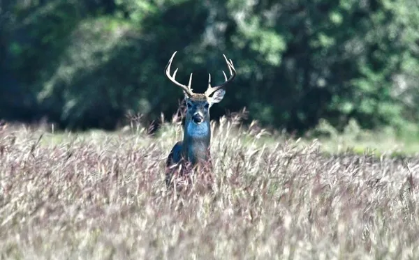 $1,385,555 | 10080 Fm 682, Cuero, TX 77954