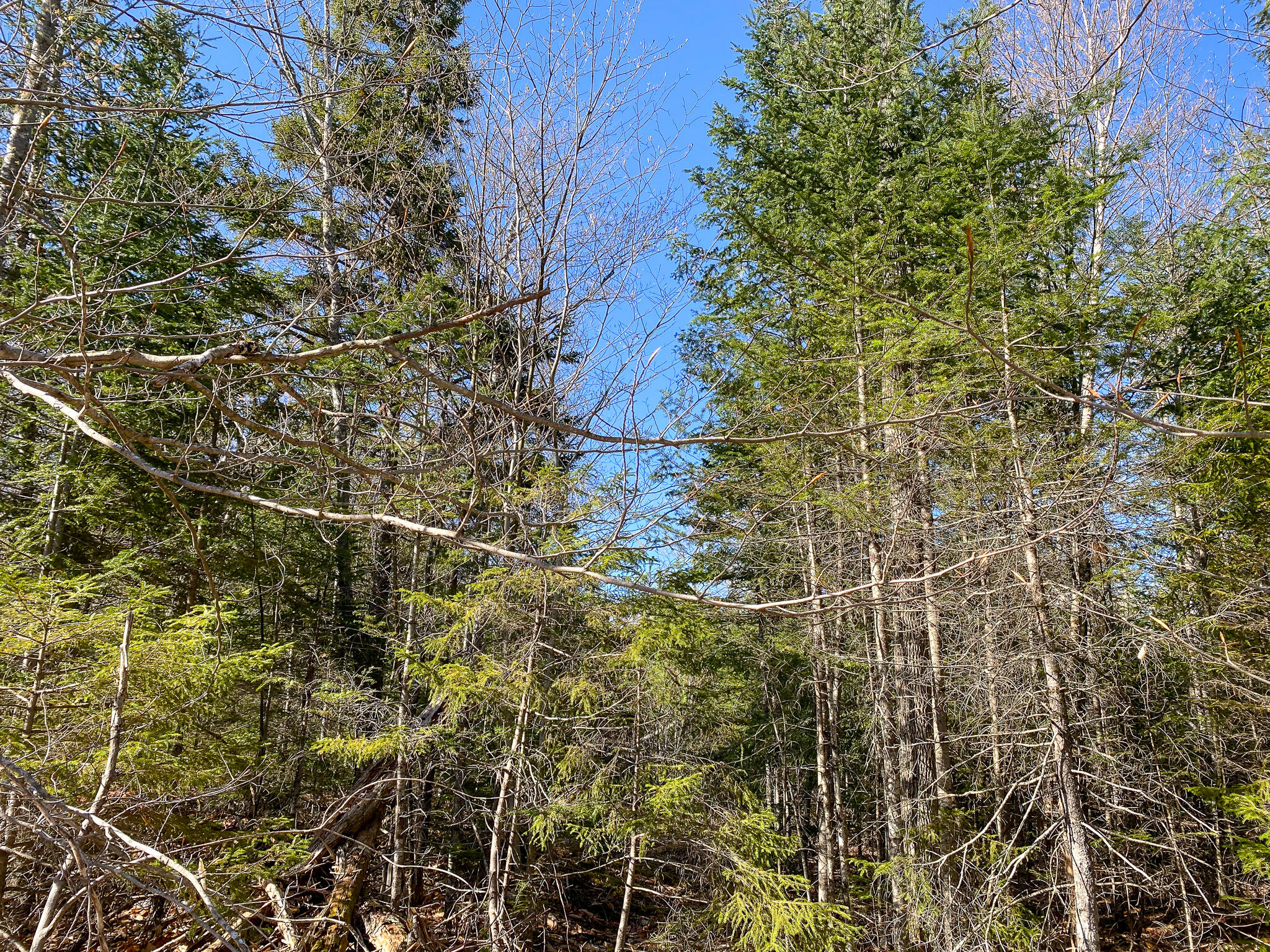 1510 Otis Road Ellsworth, ME 04605 - Photo 8 of 20 IMG_3150