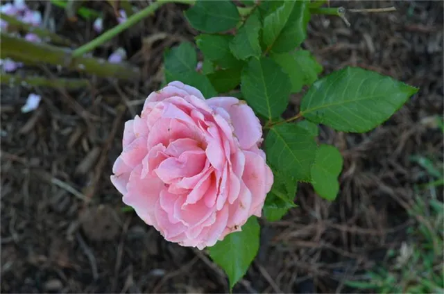 $1,695 | 12929 Corona Court, Willis, TX 77318