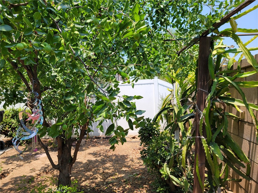1662 Palermo Drive Riverside, CA 92507 - Photo 14 of 30 a view of a tree in a garden