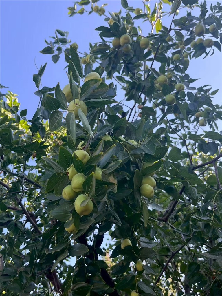 1662 Palermo Drive Riverside, CA 92507 - Photo 18 of 30 a view of flowers