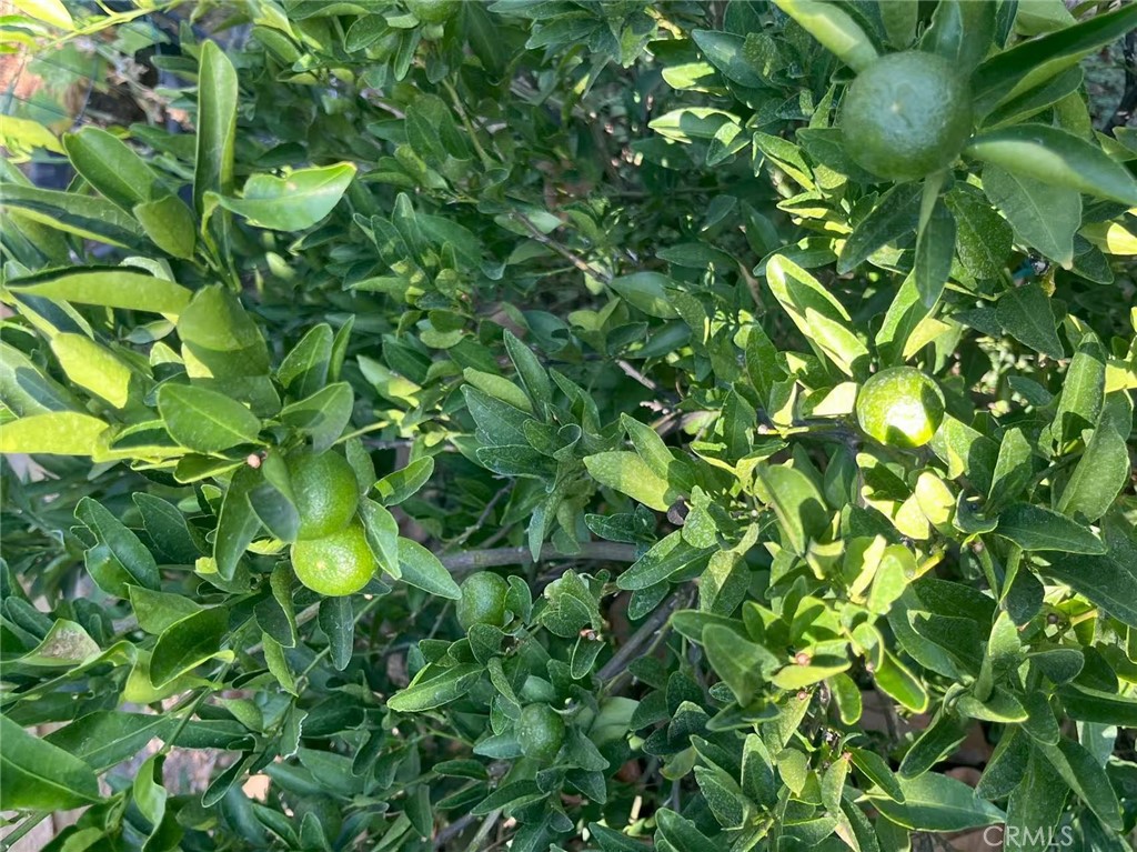 1662 Palermo Drive Riverside, CA 92507 - Photo 19 of 30 a backyard of a tree