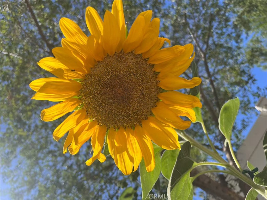 1662 Palermo Drive Riverside, CA 92507 - Photo 20 of 30 a bathroom with a blue sink and painted walls