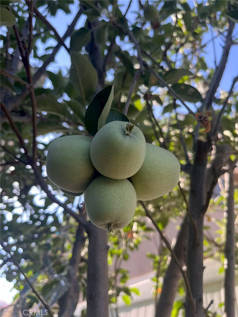 1662 Palermo Drive Riverside, CA 92507 - Photo 22 of 30 a view of a tree