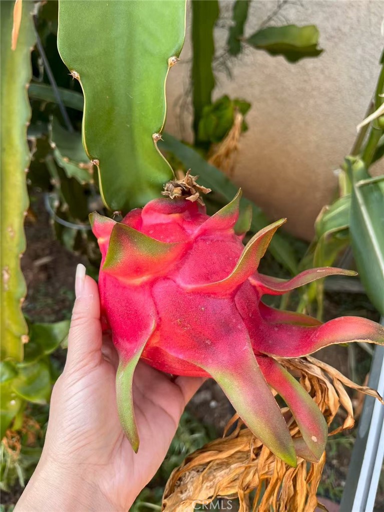1662 Palermo Drive Riverside, CA 92507 - Photo 24 of 30 a view of a backyard