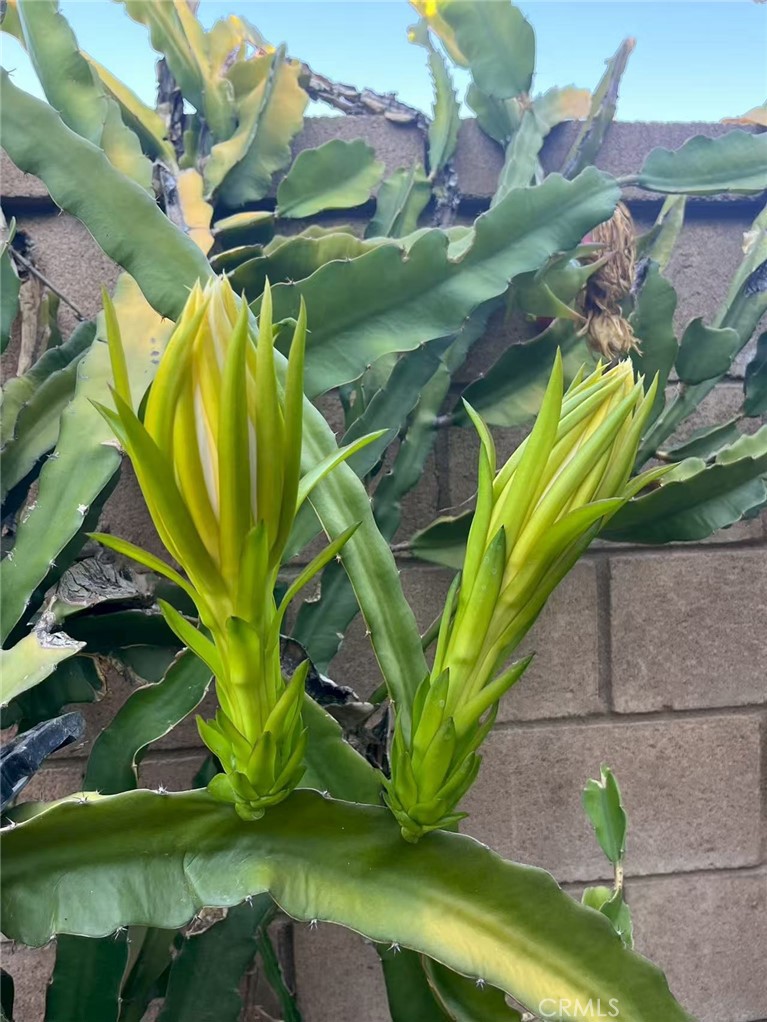1662 Palermo Drive Riverside, CA 92507 - Photo 25 of 30 a view of a plant in a garden