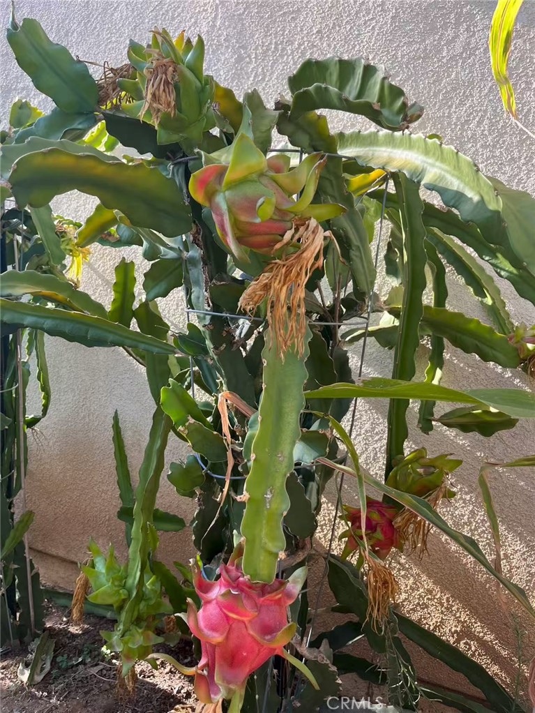 1662 Palermo Drive Riverside, CA 92507 - Photo 26 of 30 a view of grapes plant