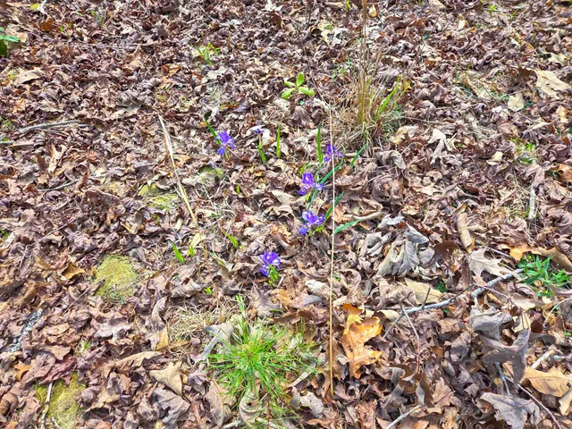 $488,800 | 0 Pumpkintown Highway, Pickens, SC 29671