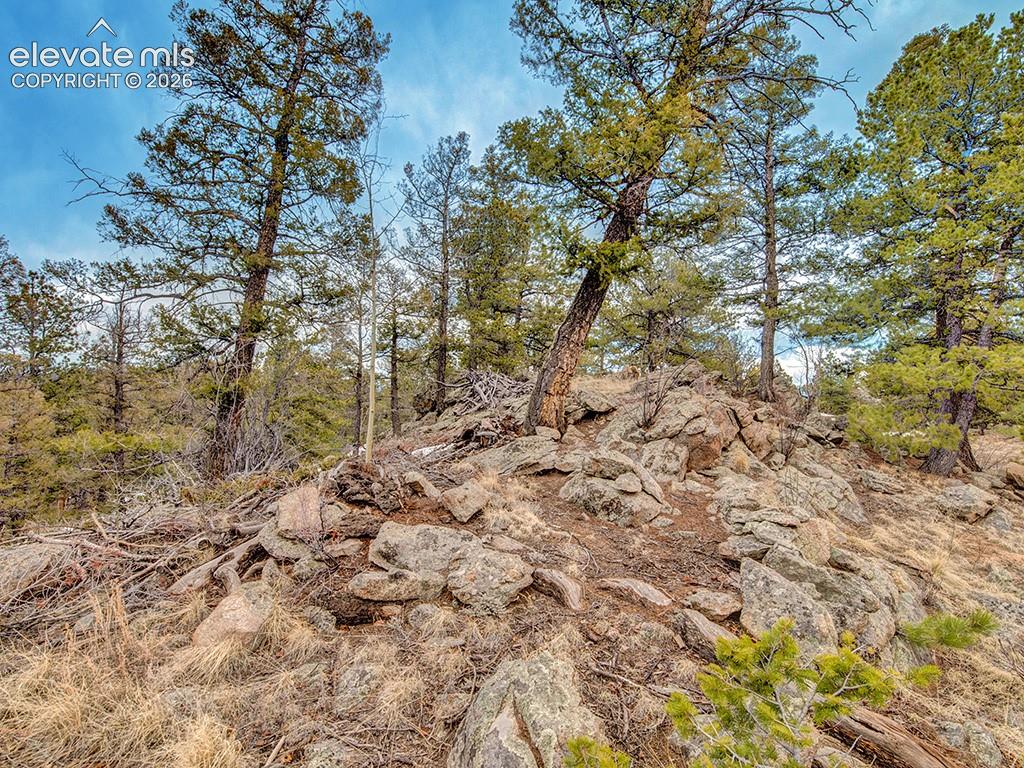 1462 Pulver Road Lake George, CO 80827 - Photo 23 of 25 a view of a yard with a tree