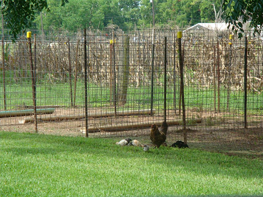 2445 Precinct Line Road Richmond, TX 77406 - Photo 10 of 10 A little country living!