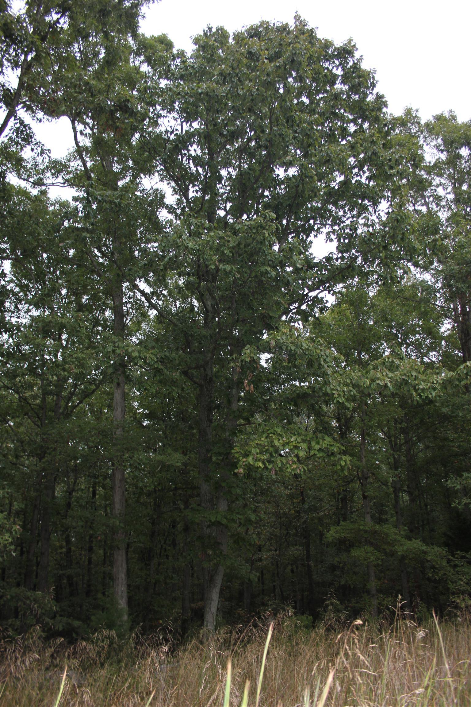 924 Dady Road McEwen, TN 37101 - Photo 5 of 5 Gallery Image 5