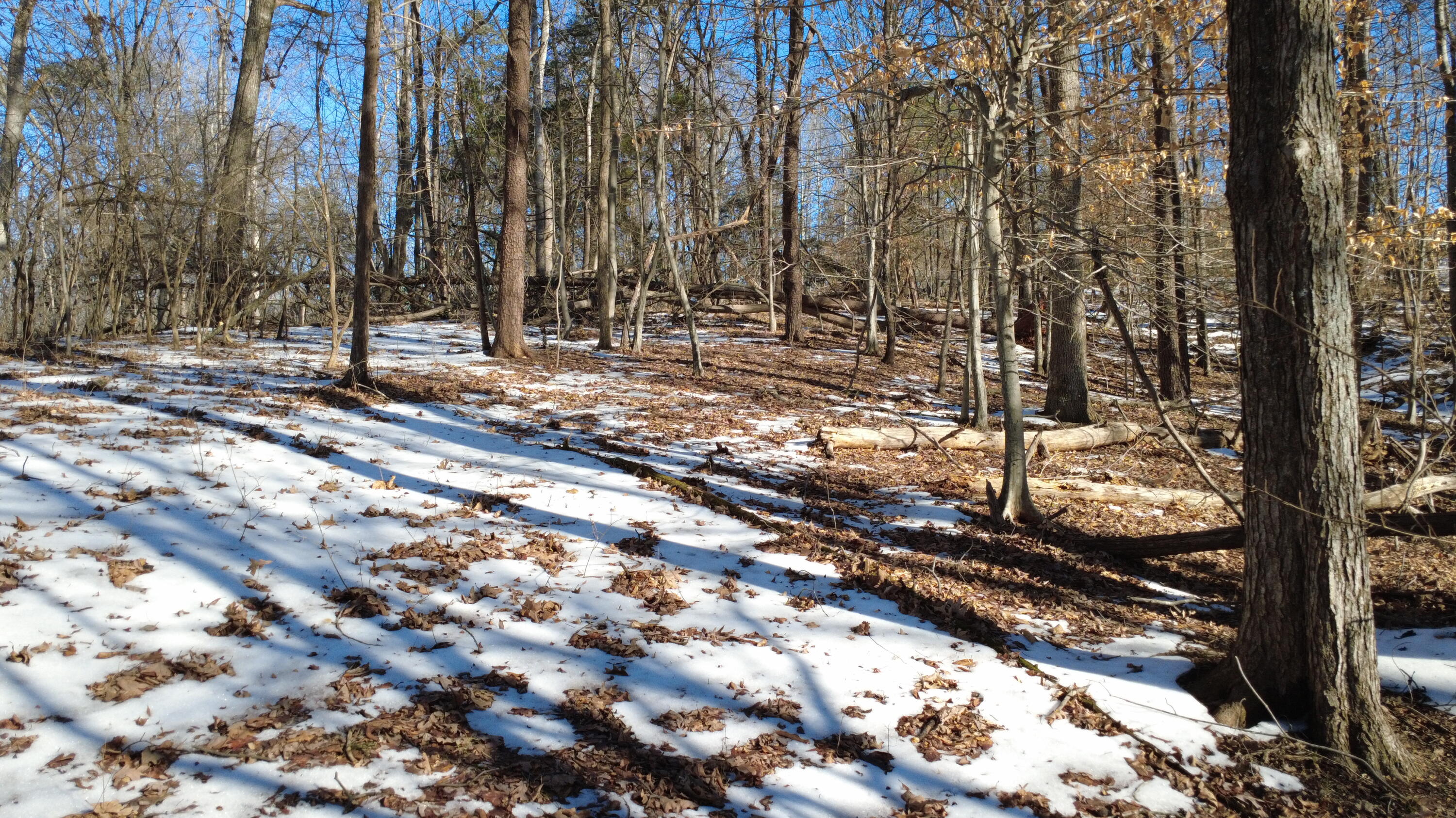 121 Tiki Terrace Goodview, VA 24095 - Photo 4 of 6 a view of a forest that has trees