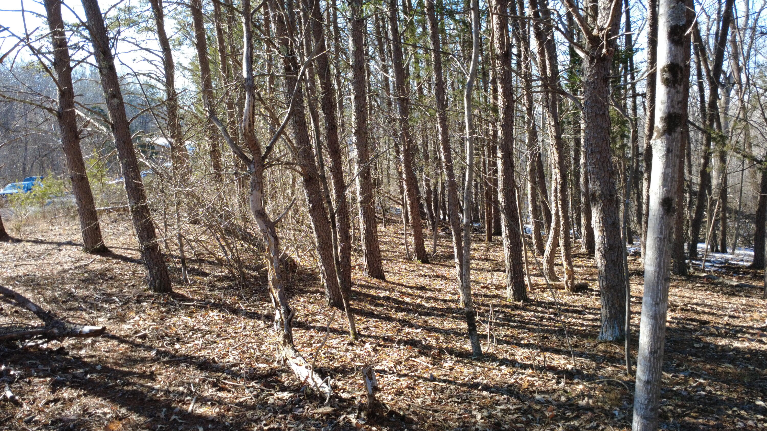 121 Tiki Terrace Goodview, VA 24095 - Photo 5 of 6 a view of a yard with trees