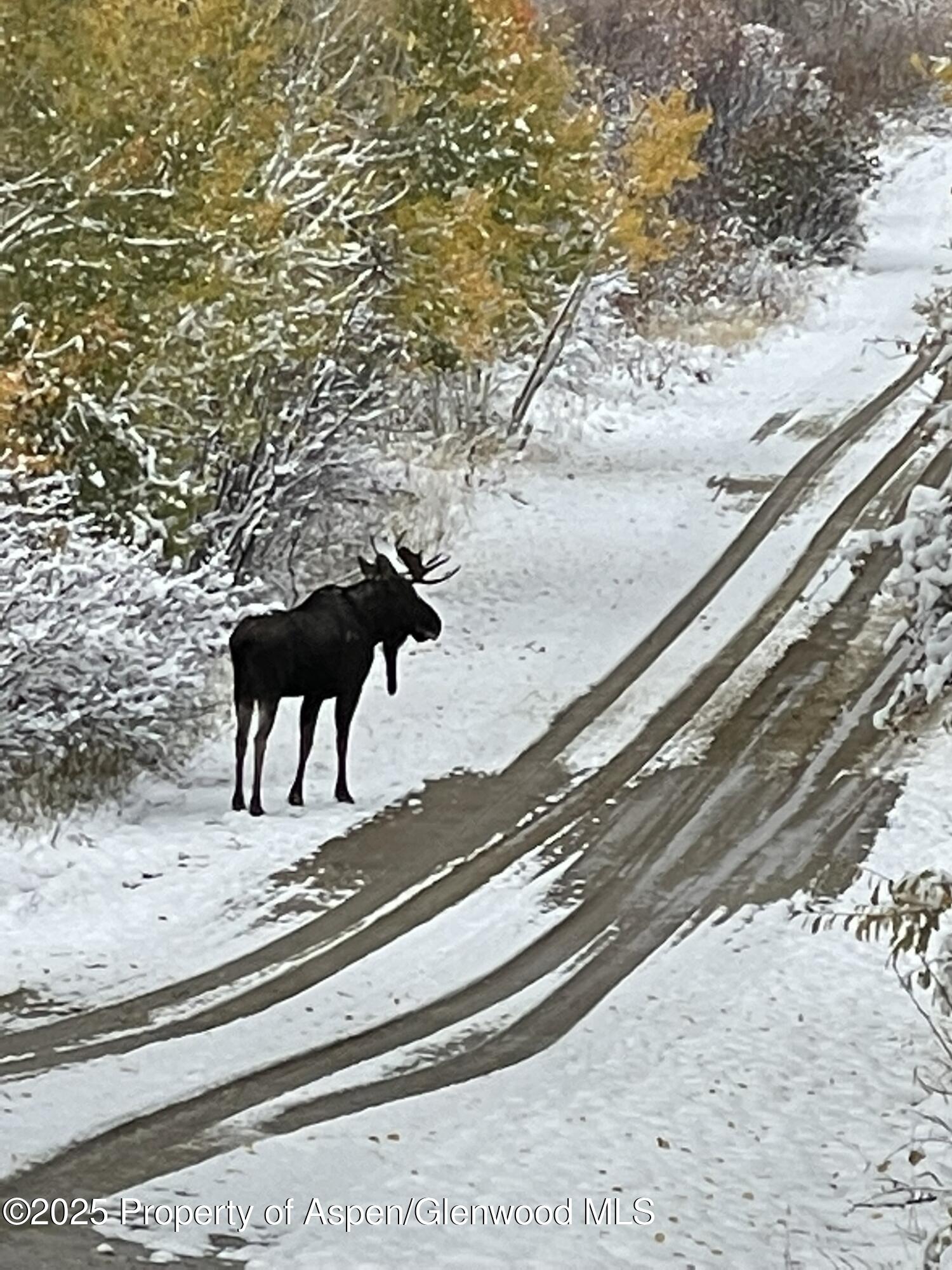 943 Routt Forest Drive Craig, CO 81625 - Photo 89 of 120 38FBCF20-D900-48F9-8DCD-E91D94375F33