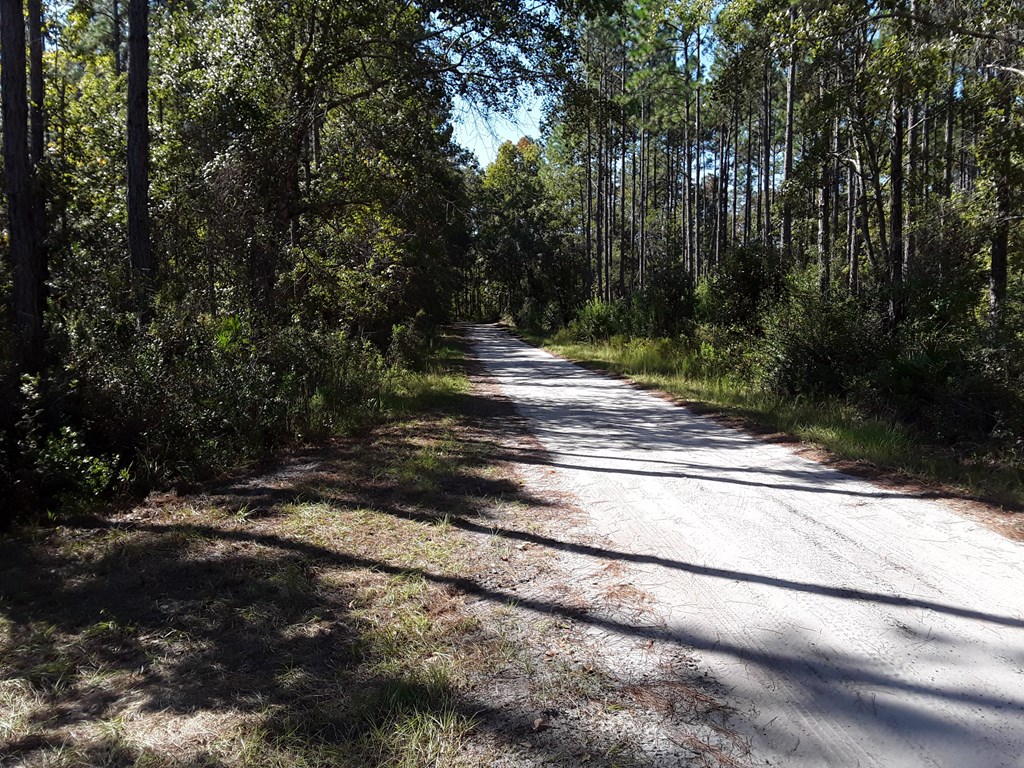 925 Hickory Hammock Road Carrabelle, FL 32322 - Photo 4 of 25 Gallery Image 4