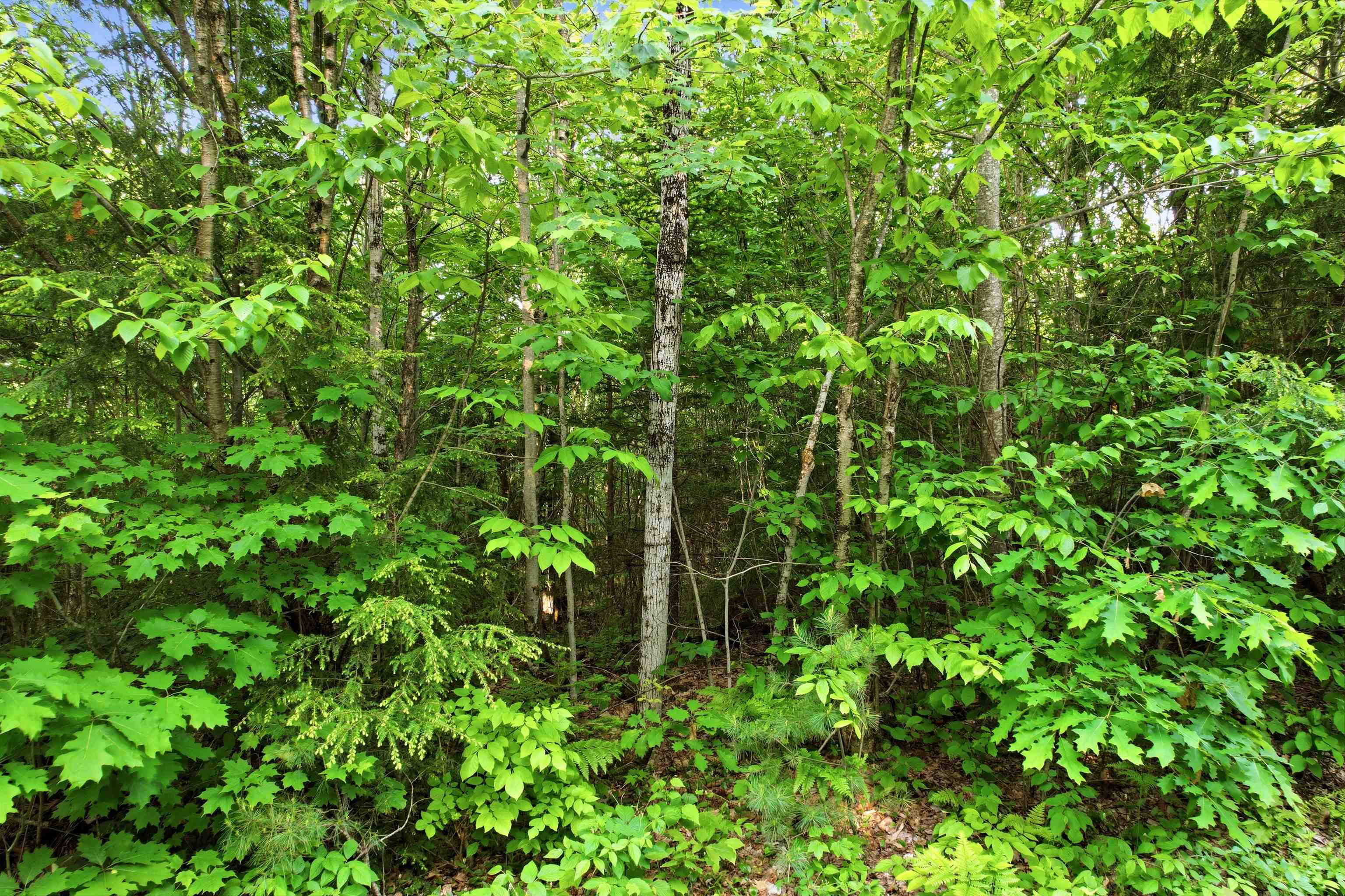 0 Porter Road Bath, NH 03740 - Photo 12 of 18