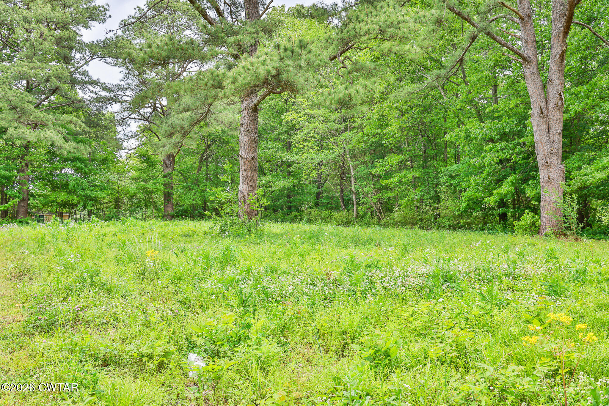 210 East Union Street Gleason, TN 38229 - Photo 26 of 28 a view of lush green forest