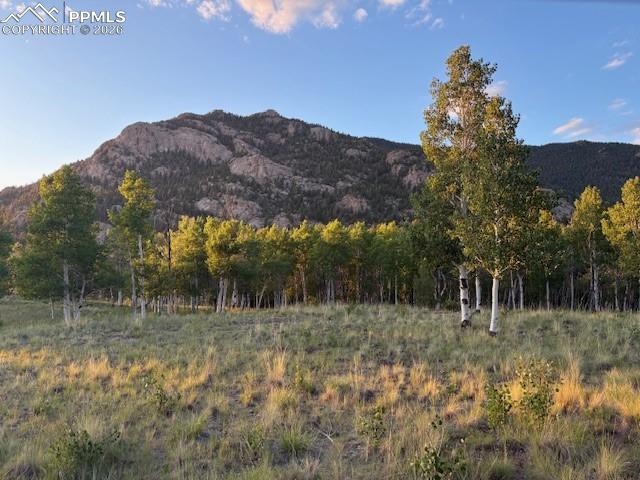206 Emerald Way Lake George, CO 80827 - Photo 9 of 22 a view of a lush green forest