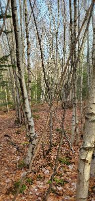 0 Campbell Road Harmony, ME 04942 - Photo 15 of 21 thumbnail (2)