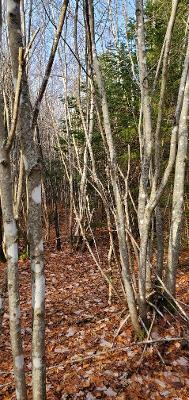 0 Campbell Road Harmony, ME 04942 - Photo 16 of 21 thumbnail (4)