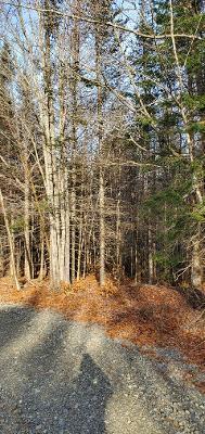 0 Campbell Road Harmony, ME 04942 - Photo 21 of 21 thumbnail (10)