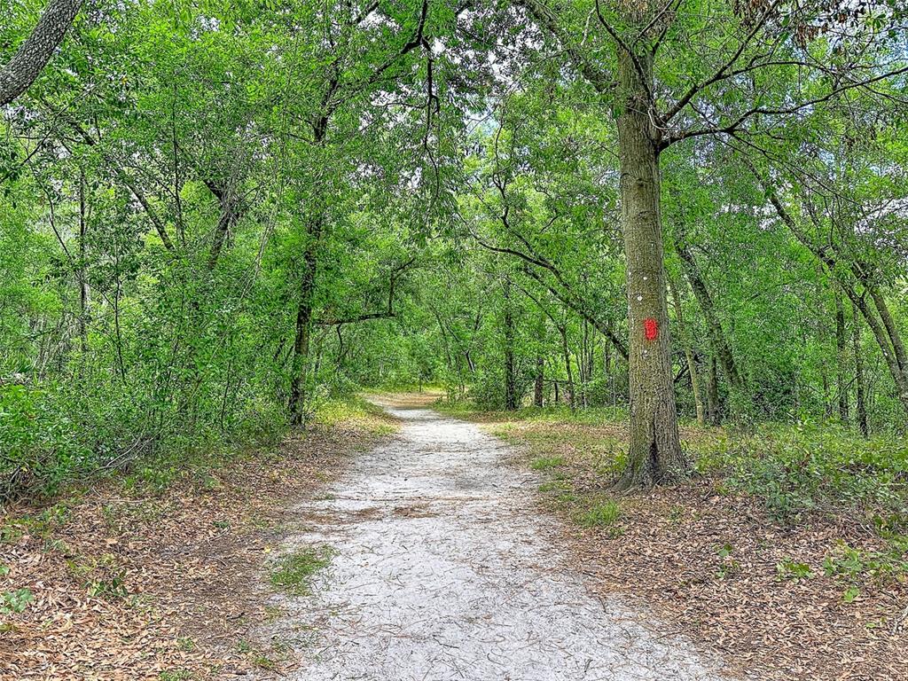 1819 Sinclair Hills Road Lutz, FL 33549 - Photo 60 of 60 a view of a forest with trees in the background