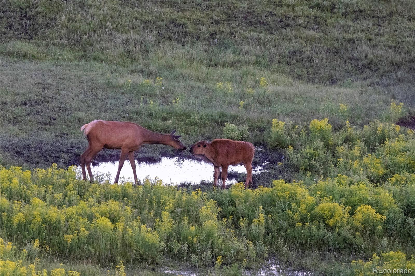 13079 Whisper Canyon Road Castle Pines, CO 80108 - Photo 47 of 50 a backyard of a house with table and chairs