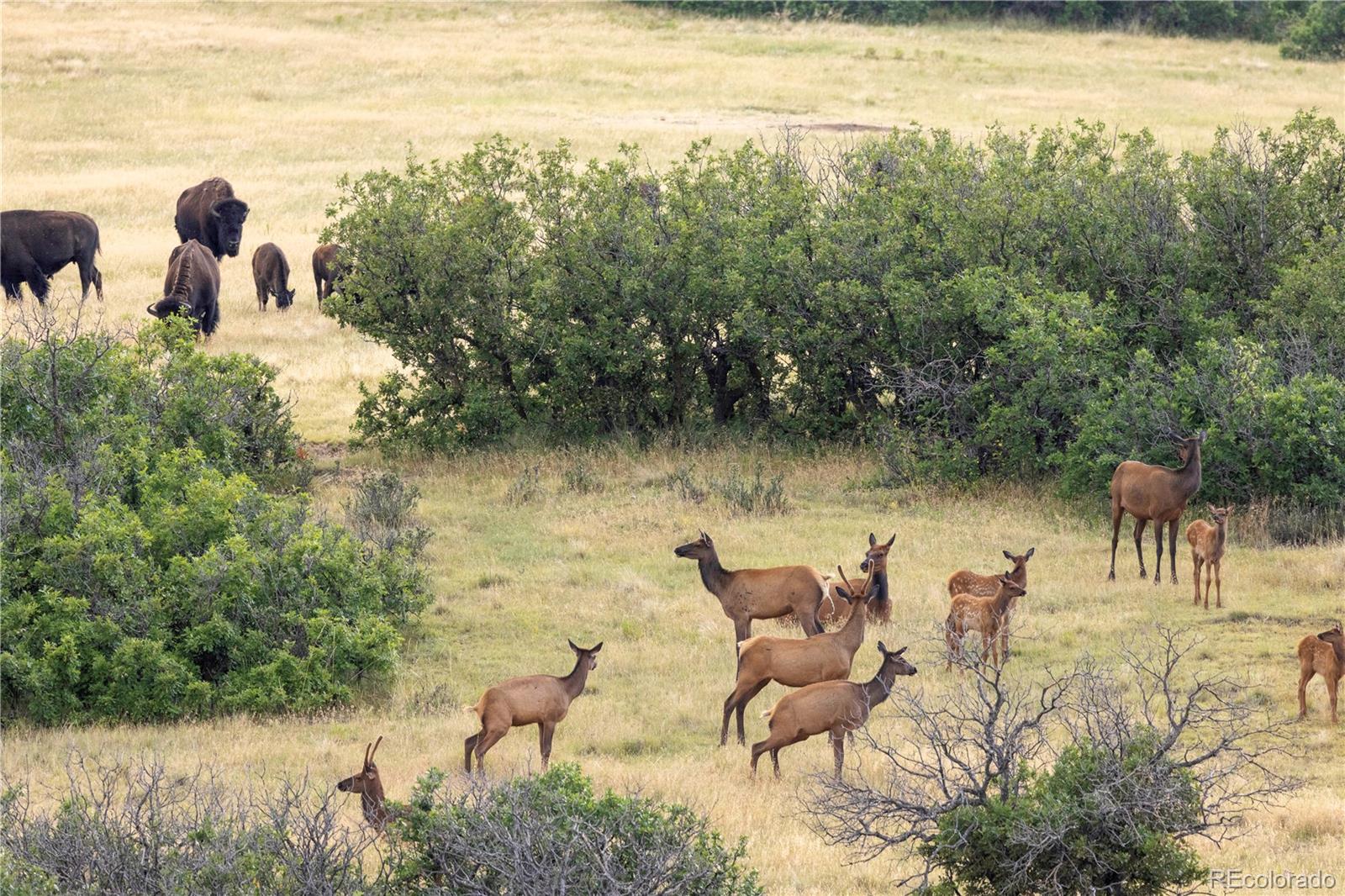 13079 Whisper Canyon Road Castle Pines, CO 80108 - Photo 49 of 50 a view of a lake with outdoor space