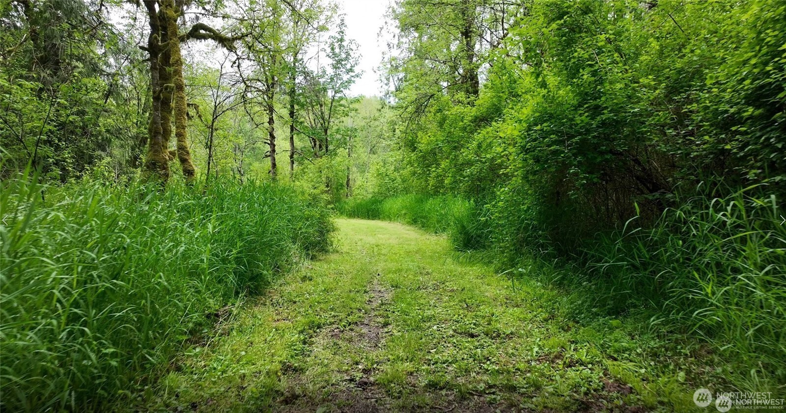 209 Alpha Way Onalaska, WA 98570 - Photo 34 of 40 a view of a lush green forest
