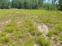 0 Calamus Pond Road Cross, SC 29436 - Photo 8 of 8 output-image1686772992996