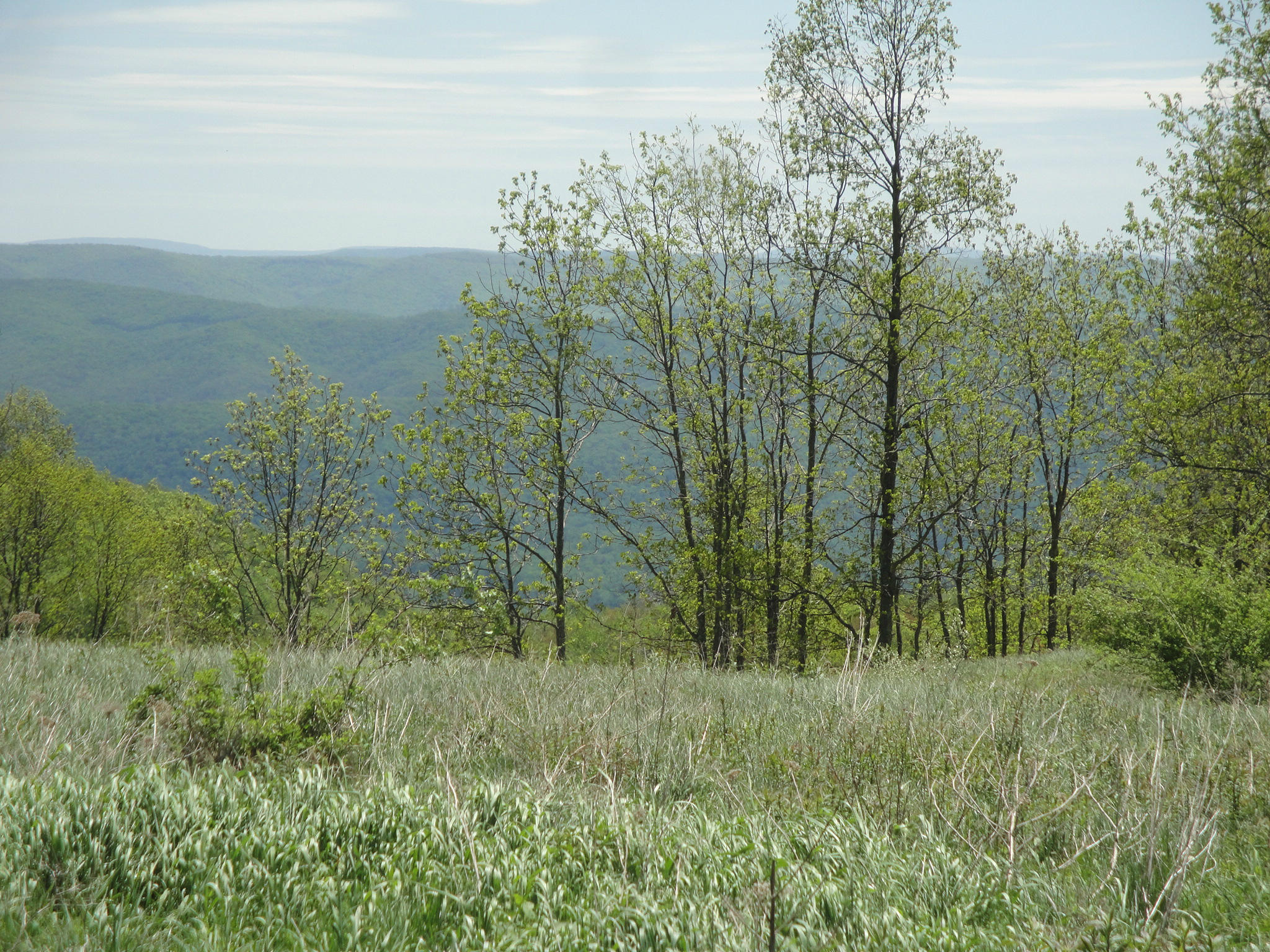 Spruce Flats Road Marlinton, WV 24954 - Photo 3 of 29 Gallery Image 3