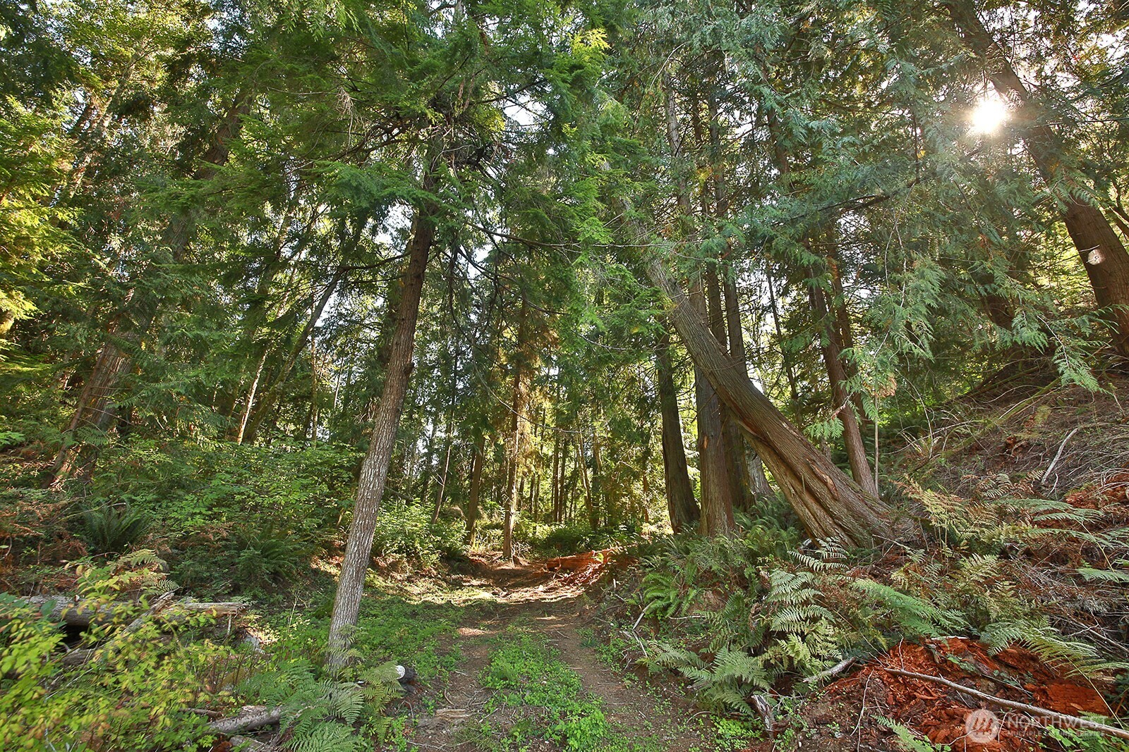 4935 Helppie Lane Freeland, WA 98249 - Photo 24 of 28 a view of forest