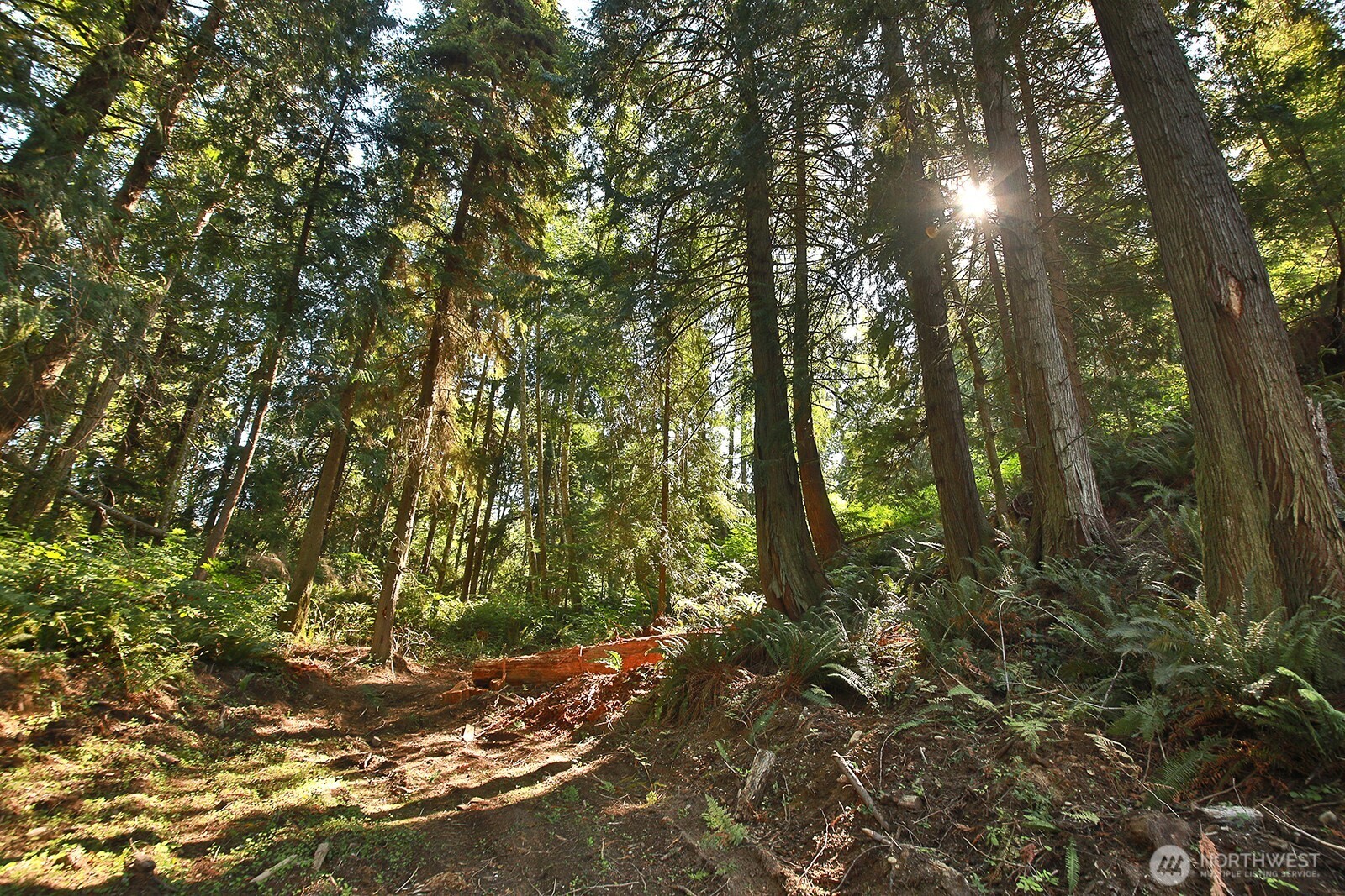 4935 Helppie Lane Freeland, WA 98249 - Photo 25 of 28 a view of a forest with trees