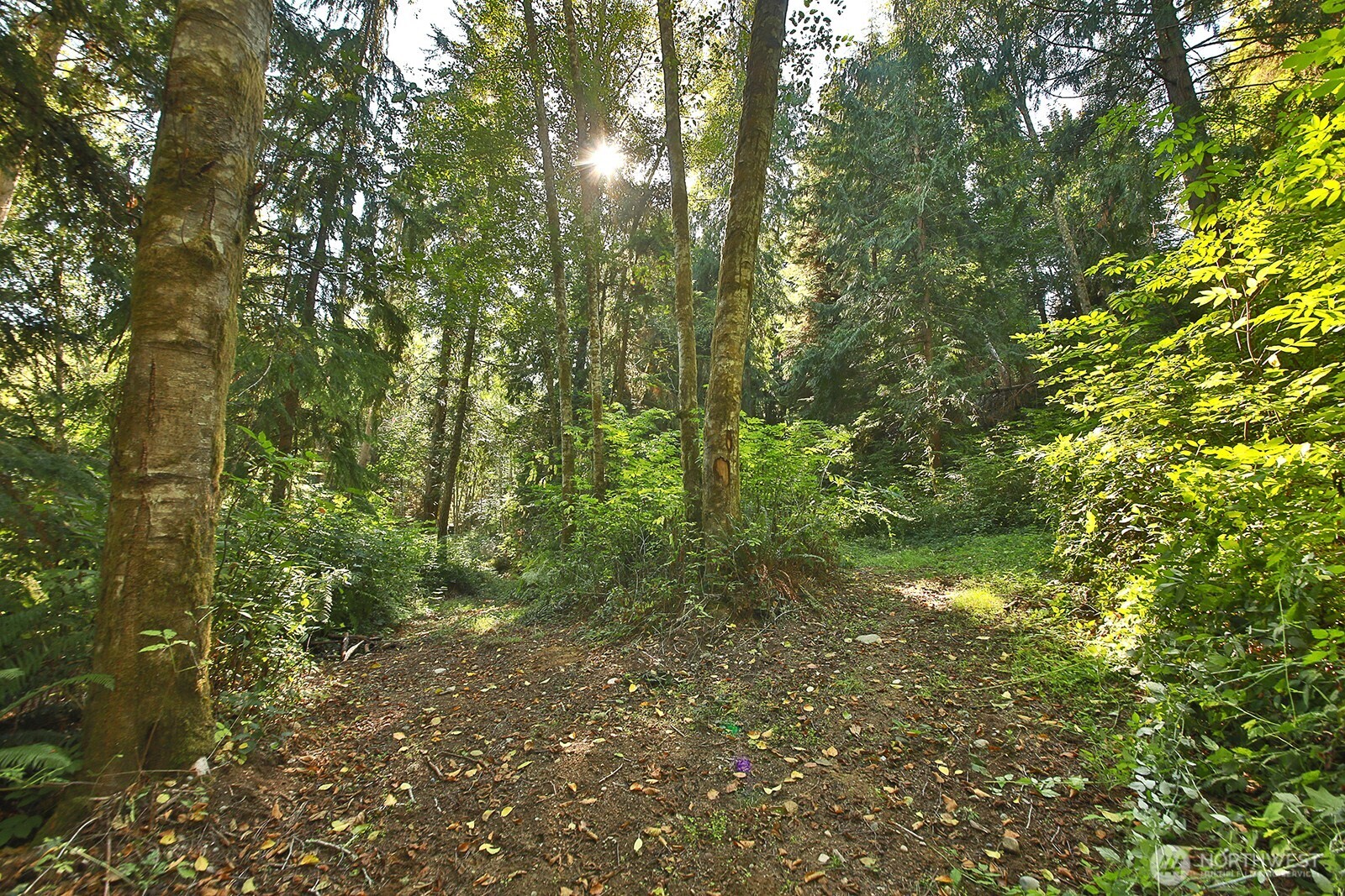 4935 Helppie Lane Freeland, WA 98249 - Photo 26 of 28 a view of a lush green forest