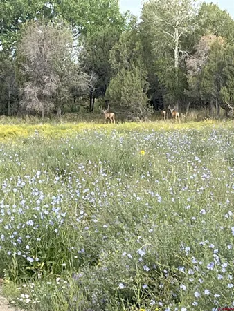 $1,750,000 | 777 County Road 977, Ignacio, CO 81137