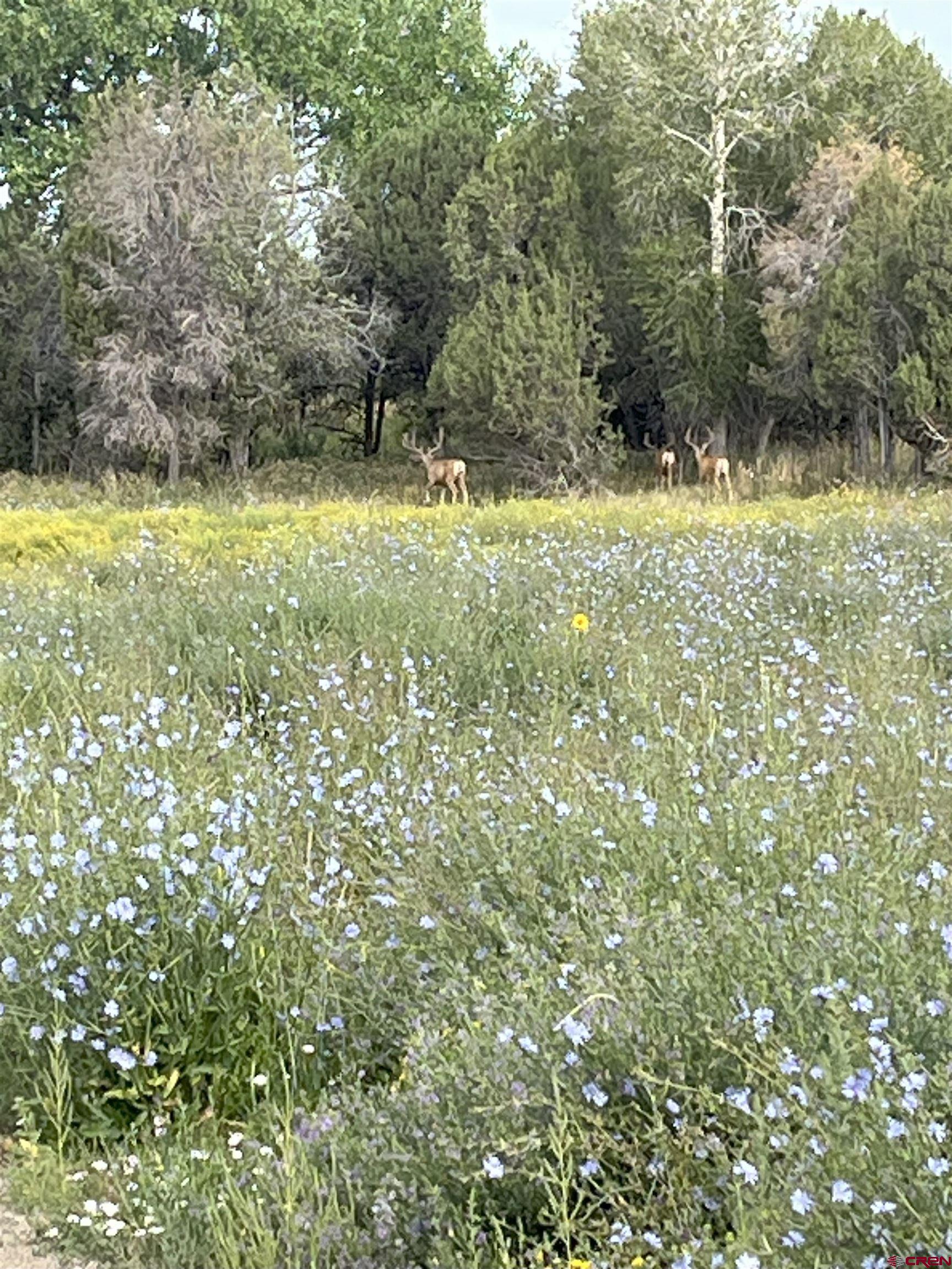 777 County Road 977 Ignacio, CO 81137 - Photo 40 of 45 a view of a yard with large trees