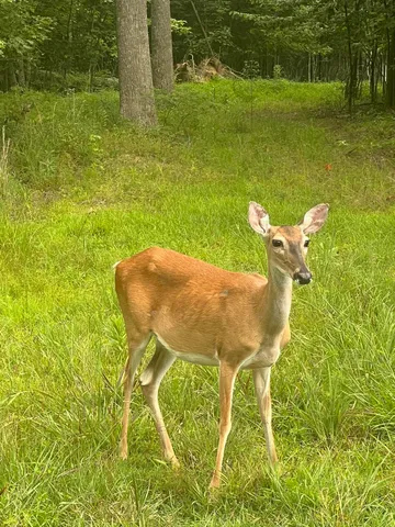 $99,900 | Lot 81 Crockett Loop, Unit 81, Jasper, TN 37347