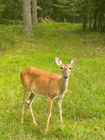 $99,900 | Lot 81 Crockett Loop, Unit 81, Jasper, TN 37347