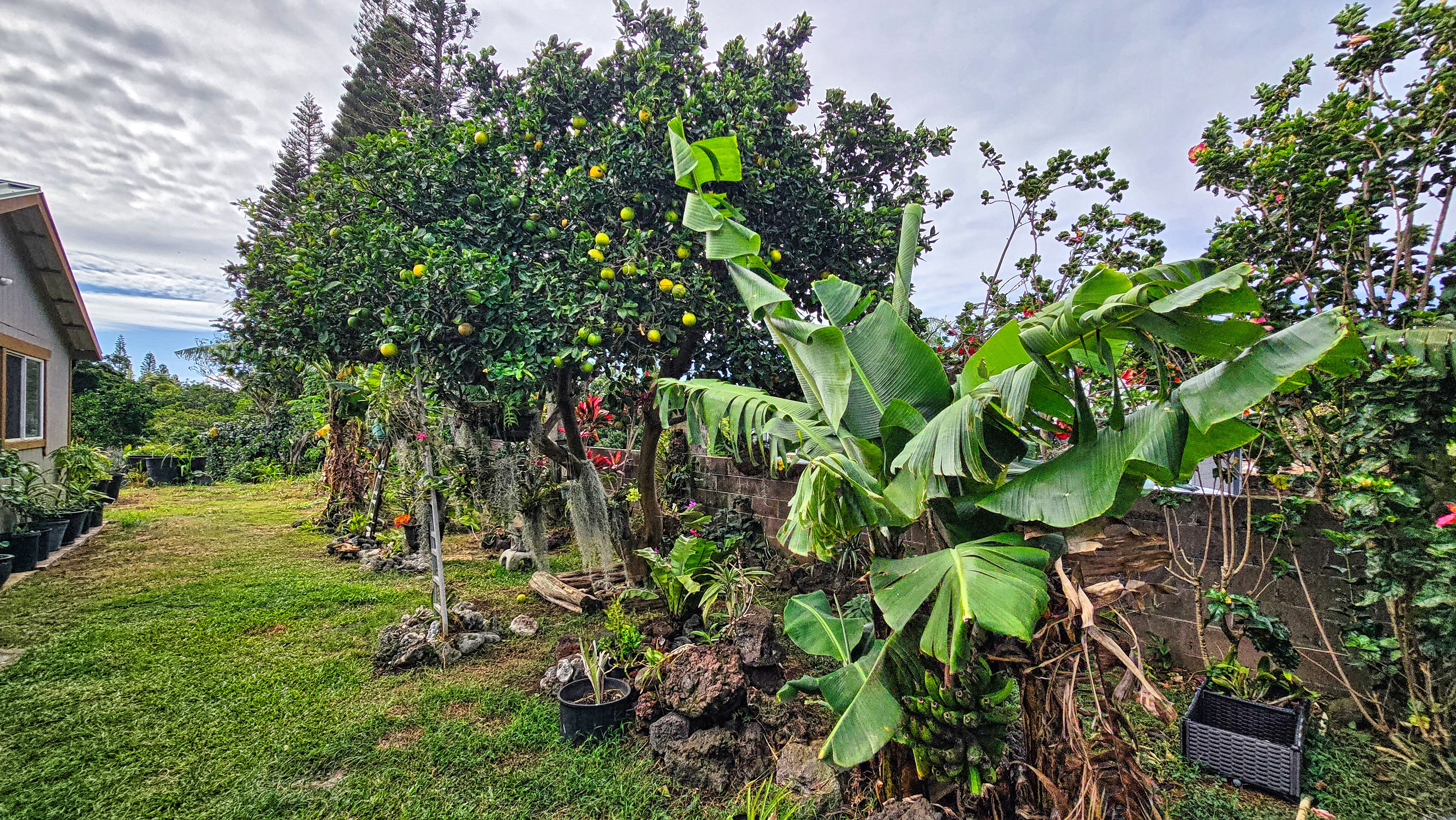 94-6491 Kamaoa Road Naalehu, HI 96772 - Photo 18 of 30 a view of a plant with a tree