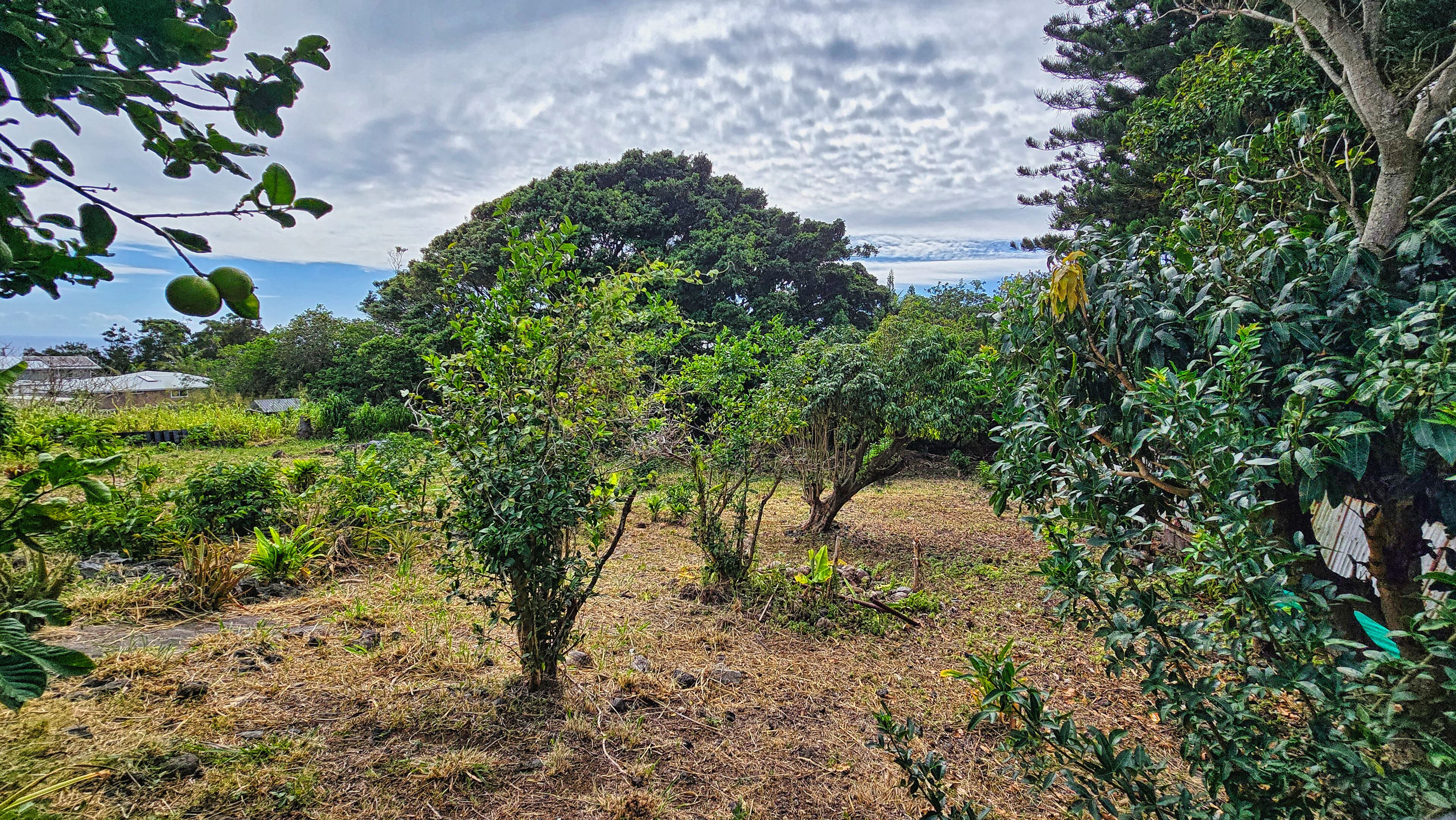 94-6491 Kamaoa Road Naalehu, HI 96772 - Photo 20 of 30 a view of a yard with plants and large trees