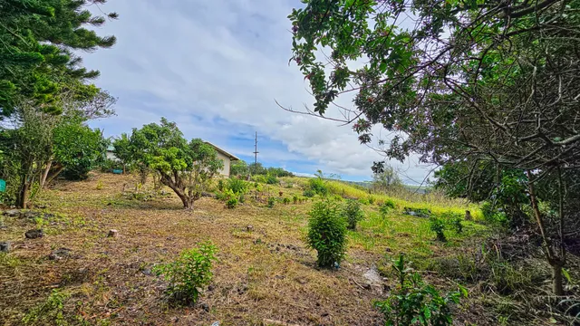 a view of a yard with plants and a large tree