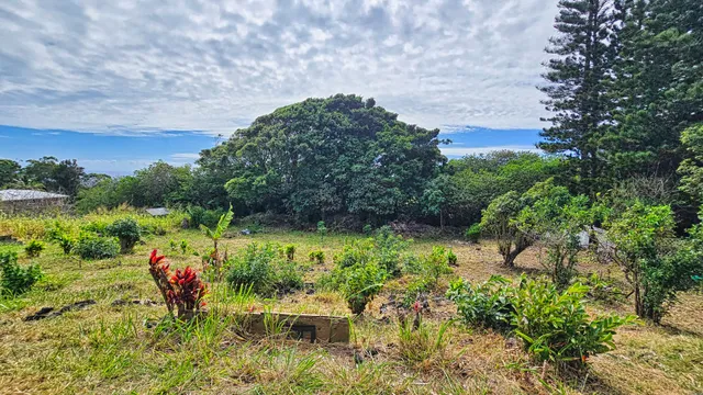a view of a garden with plants and a bench